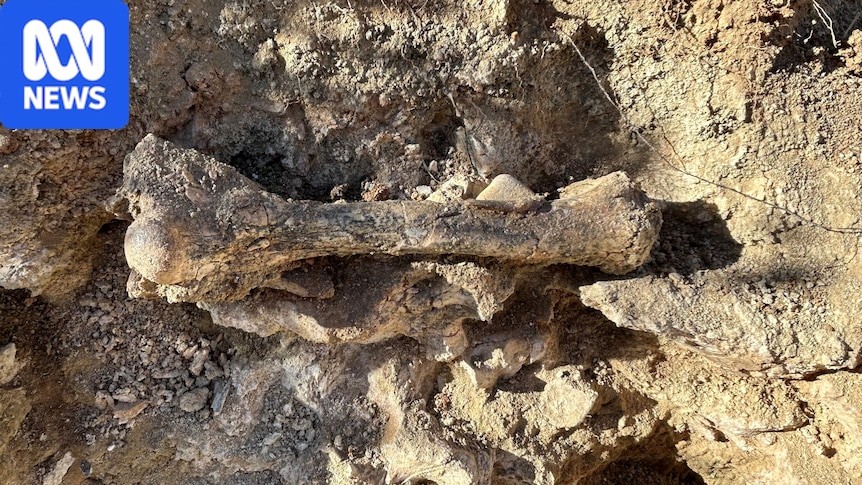 Fossil Discovery in Central Australia Sheds Light on Ancient Thylacine
