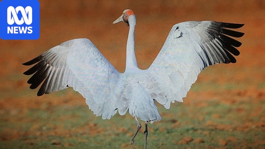 Wetland loss splits brolga genetics, raising extinction risk in southern Australia