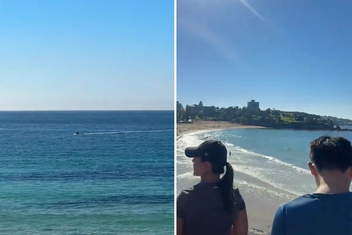 NSW Launches World's Largest Shark Drone Network