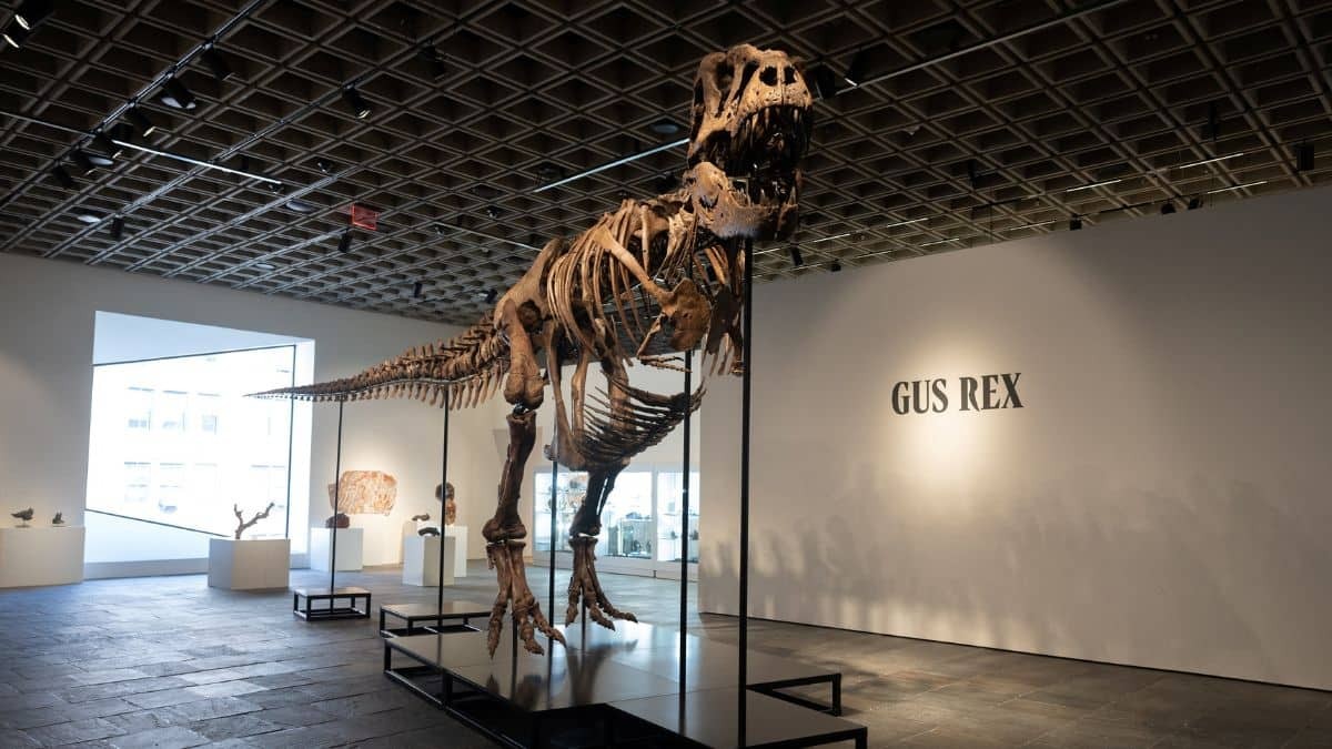Gus the T. rex fetches record $50.1 million at auction, sparking debate over fossil access