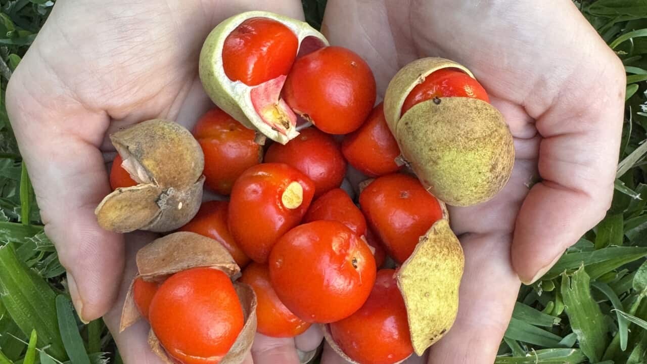Australia’s native tamarind: a rainforest fruit with a deeper story