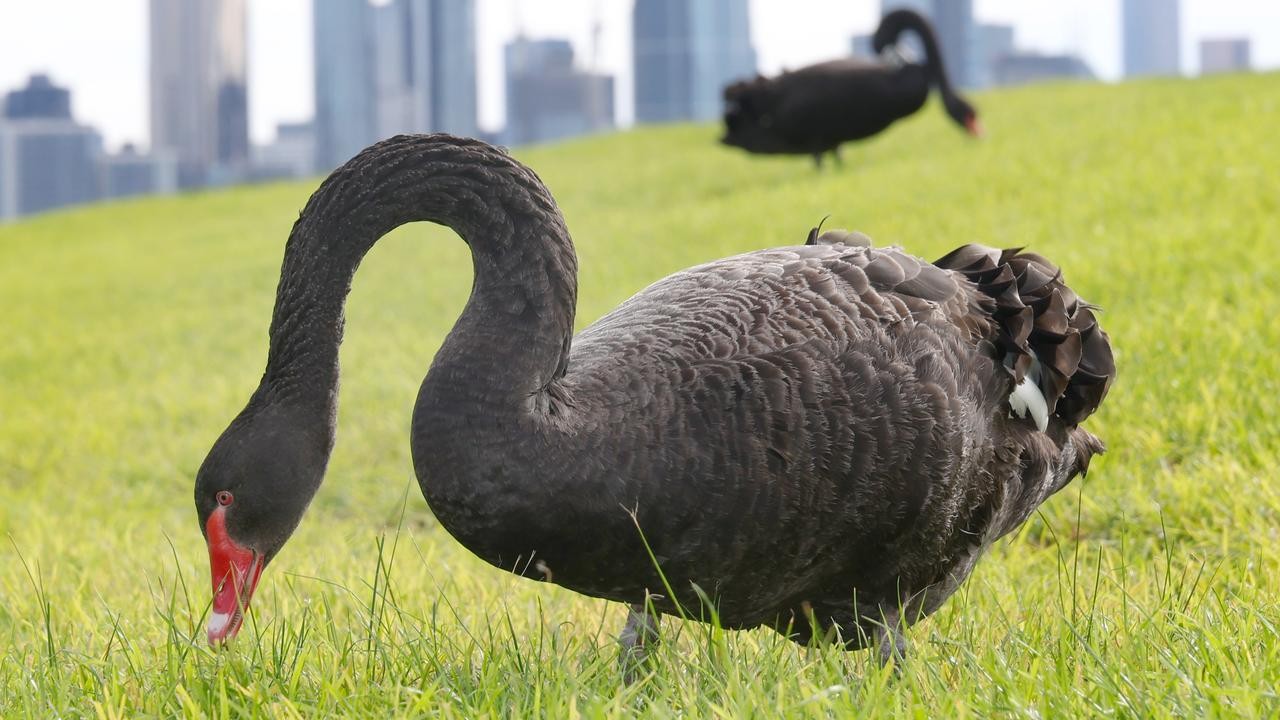 Bird flu outbreak threatens Australia's iconic wildlife