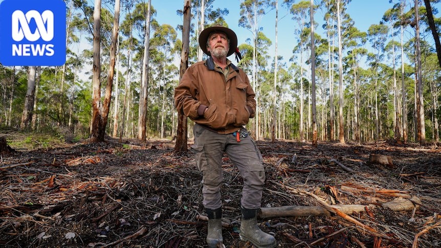 Ecological thinning in WA forests faces accusations it is logging in disguise