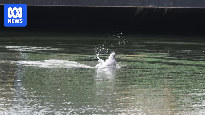 Adelaide Dolphin Sanctuary Deaths Prompt Environmental Investigation
